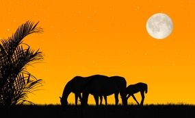 黄昏马吃草剪影图片